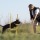Mastering Dog Training: A Journey of Canine Behavior and Obedience